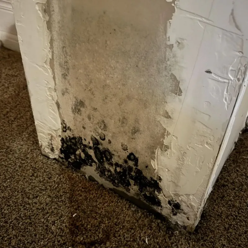 Professional Mold Removal in Clover, SC